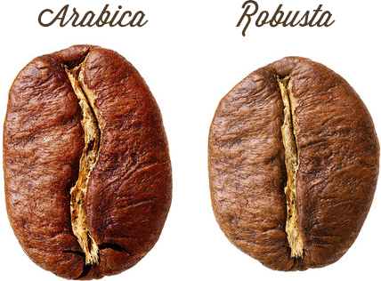 Coffee Bean Types Chart